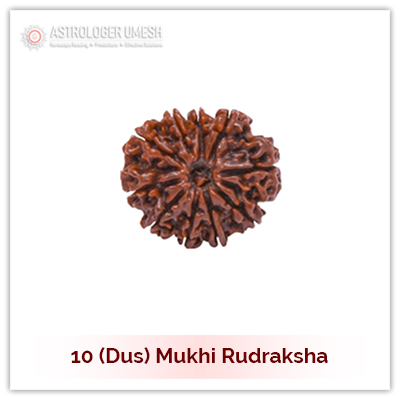 10 Mukhi Rudraksha Buy Online | Dus Mukhi Rudraksha Benefits